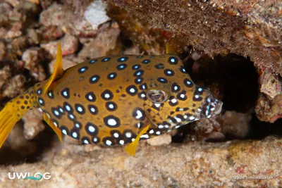 Arabian trunkfish