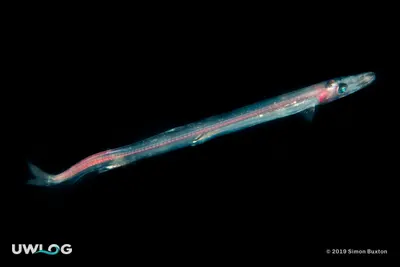 Barracudina
