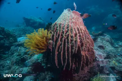 Barrel sponge