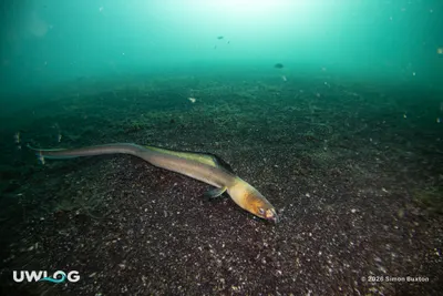 Black-finned snake eel
