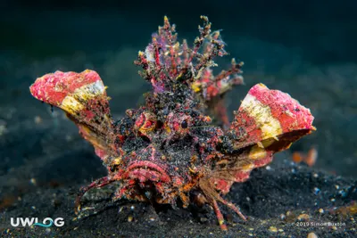 Devil scorpionfish