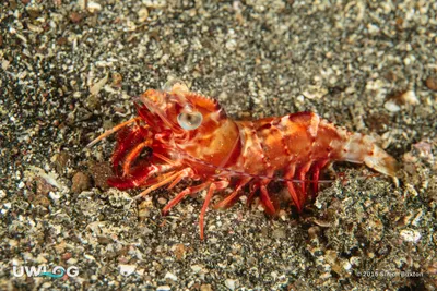 Humpback prawn