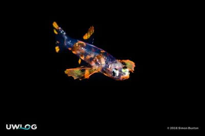 Larval goby