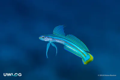 Lined dartfish