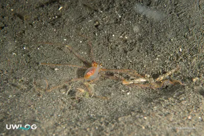 Long-arm octopus
