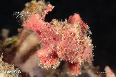 Ocellated frogfish