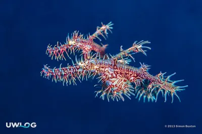 Ornate ghost pipefish