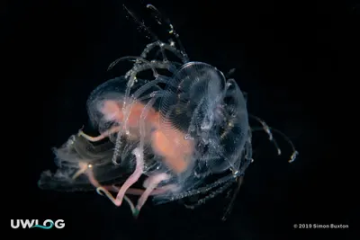 Phyllosoma