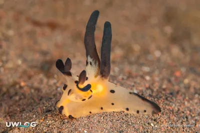 Pikachu nudibranch
