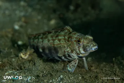 Sharpnose sandperch