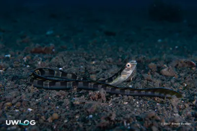 Snake blenny