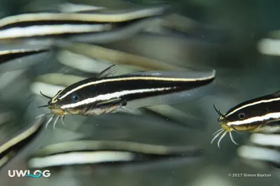 Striped catfish