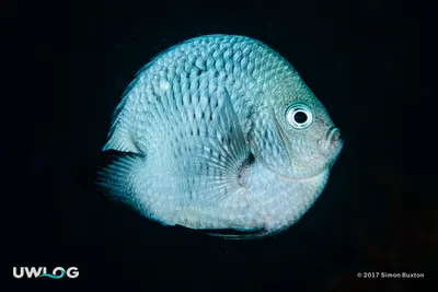 Threespot dascyllus