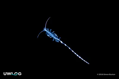 Tomopteris worm
